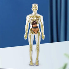Load image into Gallery viewer, 3d Human Body Torso Model for Kid Anatomy Model Skeleton