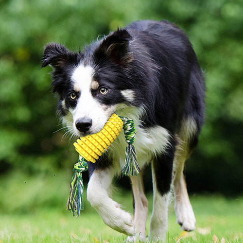 Pet Teeth Grinding Toy