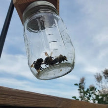 Load image into Gallery viewer, Best Carpenter Bee Trap